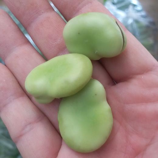 去壳蚕豆（半斤/份） 商品图0