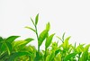 CY恩施硒茶500g袋装 商品缩略图2