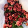 云南多头玫瑰-巧克力-10枝/扎 商品缩略图0