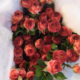 云南多头玫瑰-巧克力-10枝/扎