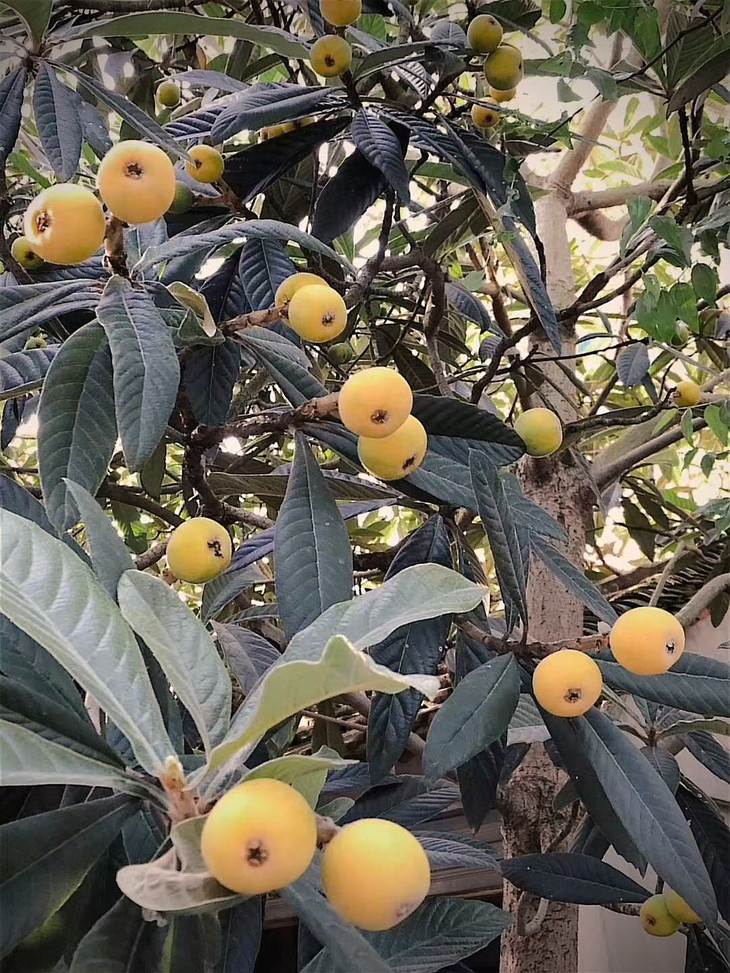 传统青种枇杷太湖洞庭西山时令甄选