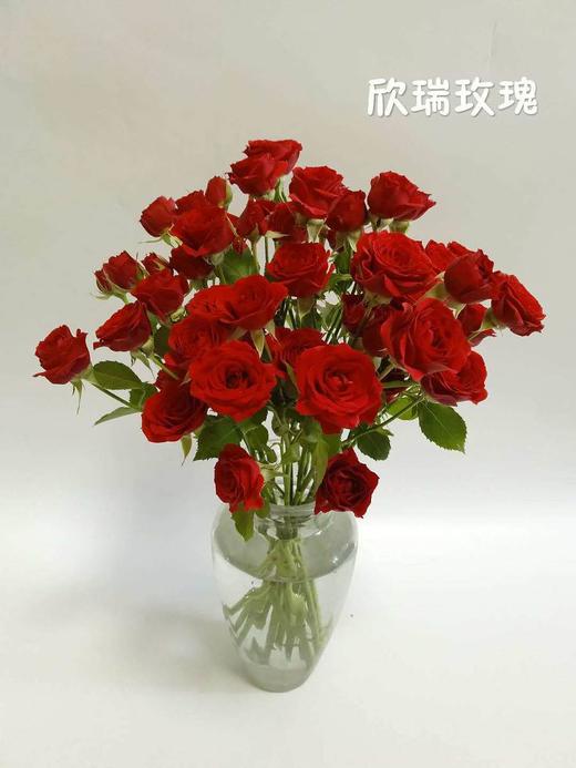 特价无售后荷冠红多头10支扎