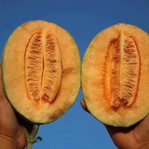 吐鲁番正宗火焰山大棚 哈蜜瓜  一藤一瓜 脆甜多汁（6斤）/（7-8斤） 商品图5