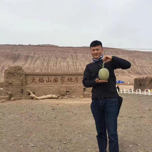 吐鲁番正宗火焰山大棚 哈蜜瓜  一藤一瓜 脆甜多汁（6斤）/（7-8斤） 商品图6