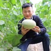 吐鲁番正宗火焰山大棚 哈蜜瓜  一藤一瓜 脆甜多汁（6斤）/（7-8斤） 商品缩略图10
