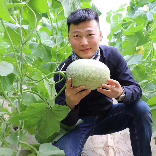 吐鲁番正宗火焰山大棚 哈蜜瓜  一藤一瓜 脆甜多汁（6斤）/（7-8斤） 商品图10