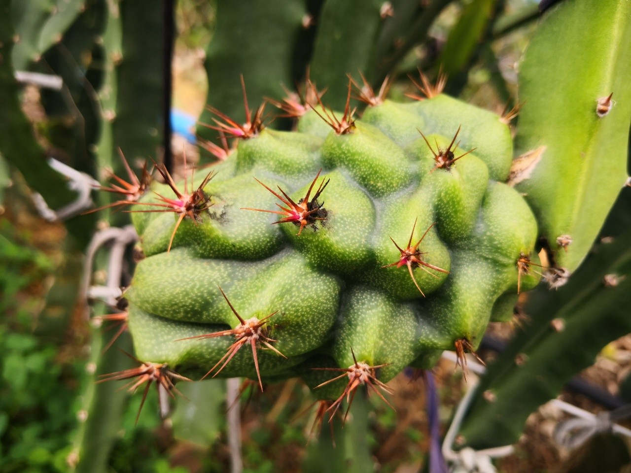 果中贵族黄金燕窝果