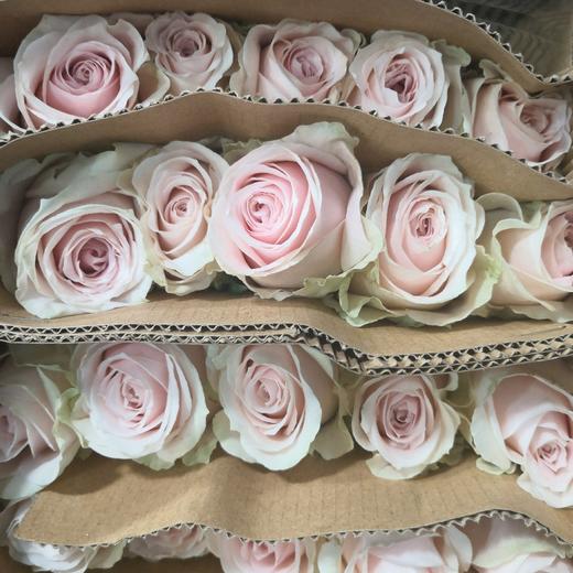 国产玫瑰ZS-粉红雪山-B级-20枝/扎博麟推荐 商品图2