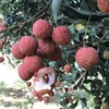 高州水库白糖罂荔枝 3/5斤装 顺丰空运  （收到后冷藏下 口感更好） 商品缩略图10