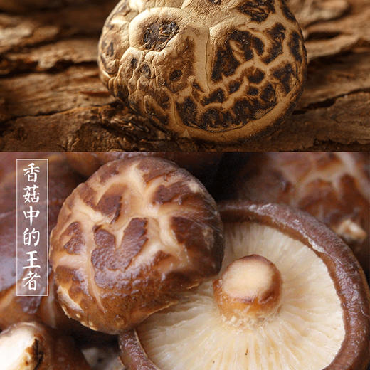 房县小花菇250g 商品图4