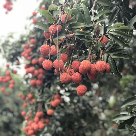高州水库白糖罂荔枝 3/5斤装 顺丰空运  （收到后冷藏下 口感更好） 商品图13