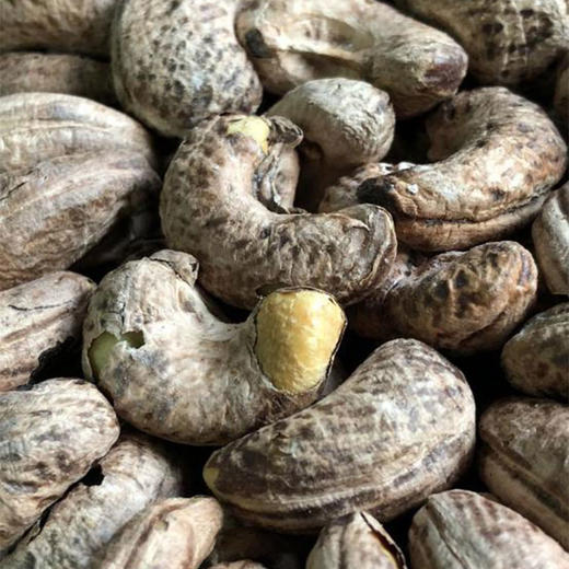 越南老树腰果 | 特选超大果 颗颗直径达3cm  味正香浓 绝无坏果（1盒装） 商品图2