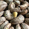 越南老树腰果 | 特选超大果 颗颗直径达3cm  味正香浓 绝无坏果（1盒装） 商品缩略图3