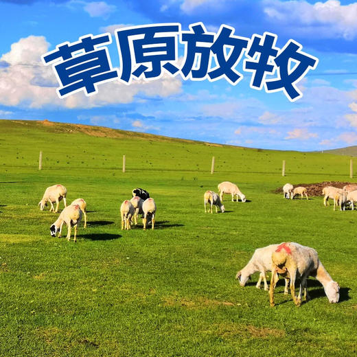 白云飘 内蒙整只全羊22斤 锡盟白条羊礼盒 商品图3