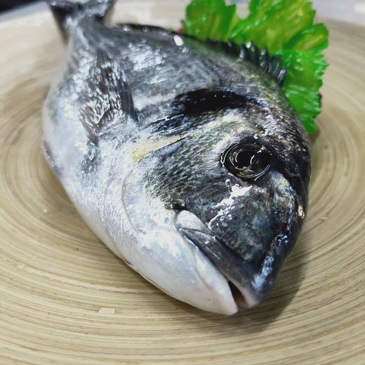 【金鲷鱼】 深海品种，剌少肉多，肉质鲜美， 剌身品质，新鲜捕捞，杀好急冻 商品图2