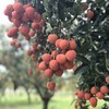 高州水库白糖罂荔枝 3/5斤装 顺丰空运  （收到后冷藏下 口感更好） 商品缩略图14