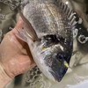 【金鲷鱼】 深海品种，剌少肉多，肉质鲜美， 剌身品质，新鲜捕捞，杀好急冻 商品缩略图3