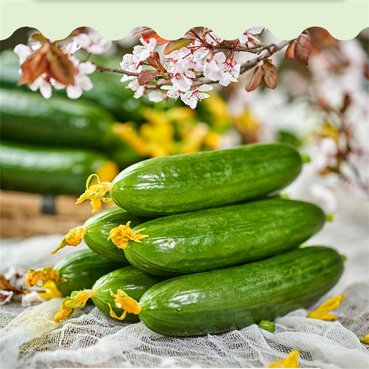 全国团无农残安全水果黄瓜丝瓜双拼团