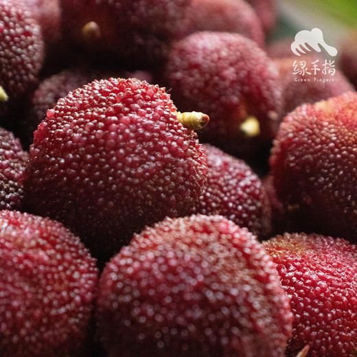 生态东魁杨梅 | 合作生产*Eco-waxberry | Coproduction 商品图3