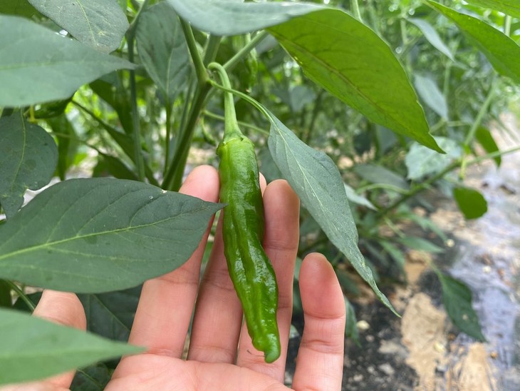 朴愿农场有机辣椒青香辣椒嫩嫩的口感微辣满足怕吃辣的宝宝们