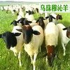 内蒙古 羊肉卷5斤 商品缩略图4