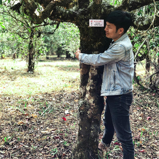 【凰馨古茶】帕沙普洱茶勐海700-800年古树纯料19年春茶 商品图3