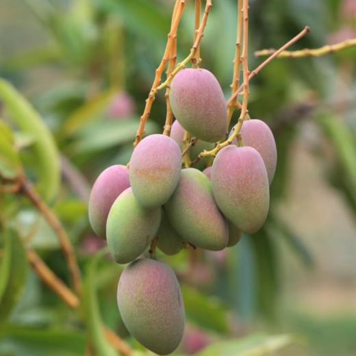 助农云南元江贵妃芒果新鲜现摘芒果芒香浓郁果肉饱满细腻