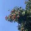 高州水库白糖罂荔枝 3/5斤装 顺丰空运  （收到后冷藏下 口感更好） 商品缩略图12