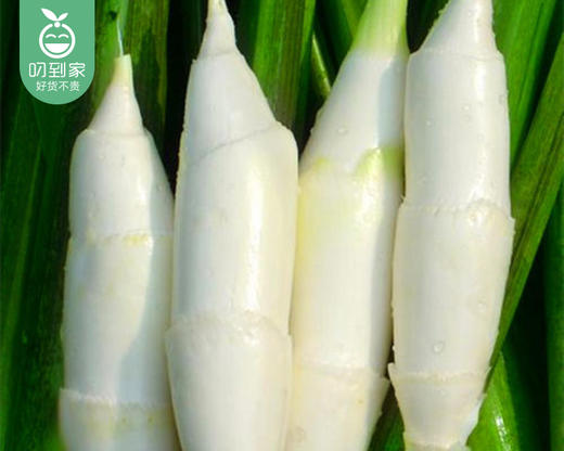 【叼鲜蔬】漳州新鲜带壳茭白/1份（1.5kg±100g） 商品图2
