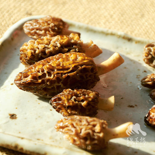 野生羊肚菌（松潘 鲜菌） | 合作生产 * wild morel mushroom | Partner Production 商品图2