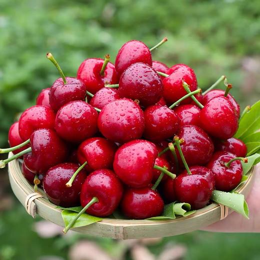 顺丰空运山东樱桃美早布鲁克斯现摘现发车厘子新鲜水果顺丰空运包邮