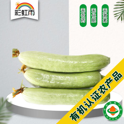 彩虹雨 新鲜青菜 有机蔬菜 月脂黄瓜250g 农场配送 京津冀满百包邮 商品图0