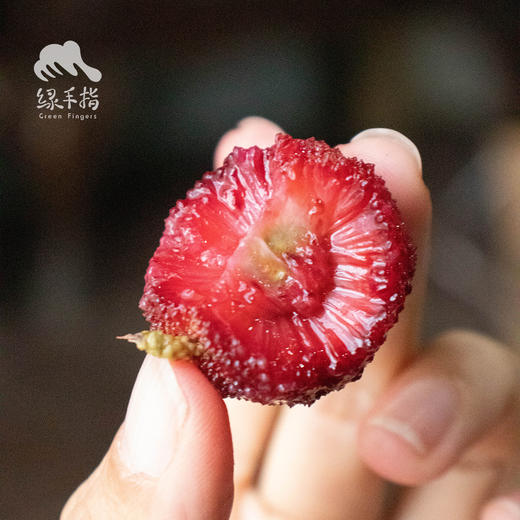 生态东魁杨梅 | 合作生产*Eco-waxberry | Coproduction 商品图1