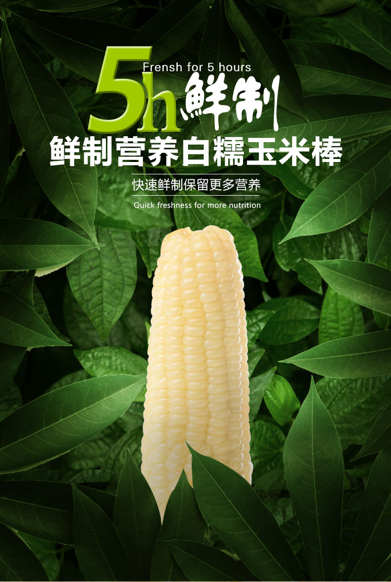 精为天甜糯新鲜非转基因东北白糯玉米8根真空包装即食粘糯玉米棒