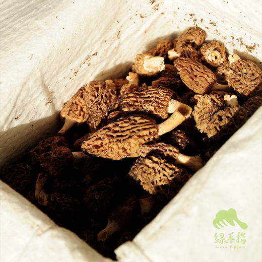 野生羊肚菌（松潘 鲜菌） | 合作生产 * wild morel mushroom | Partner Production 商品图3
