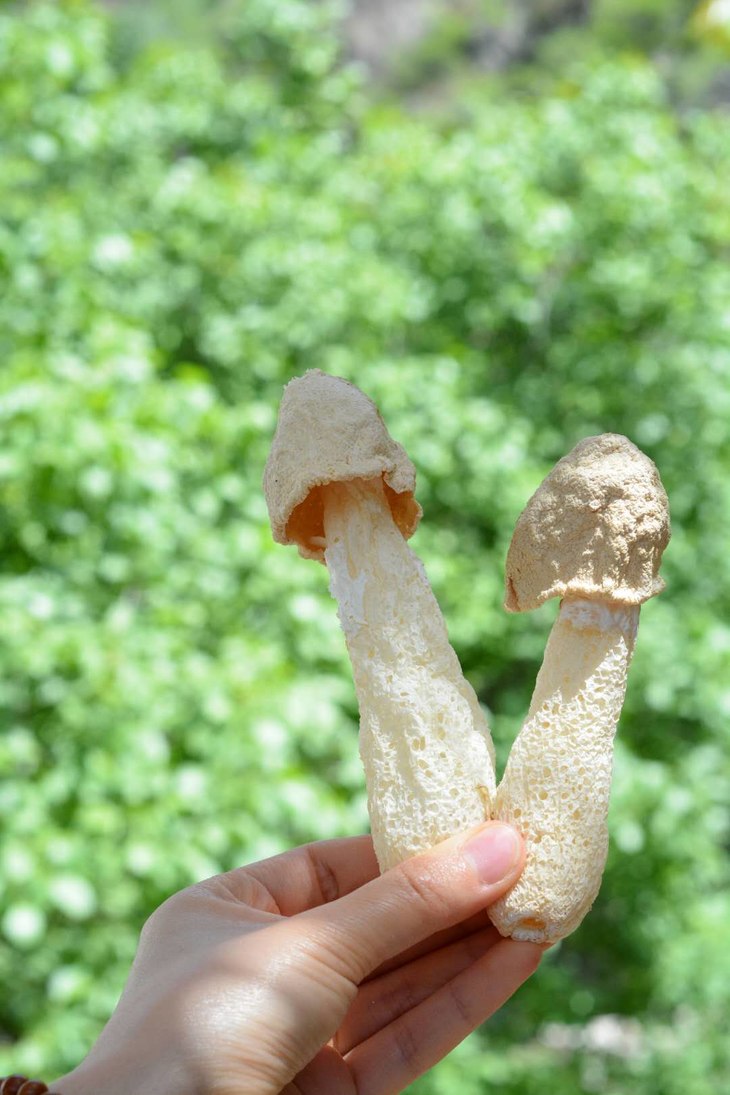蜀南竹海短裙嫩竹荪