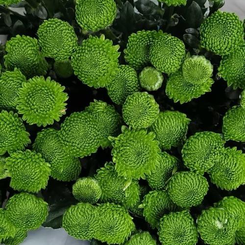 【绿色小菊】小雏菊 10枝/扎 商品图0