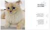 CHOUPETTE，爱猫丘比特 商品缩略图4