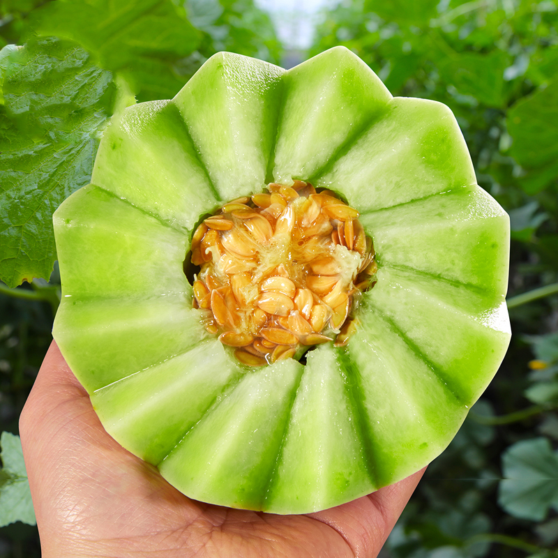 【宋大叔推荐】山东玉菇甜瓜（冰淇淋甜瓜）5斤和8斤 特价包邮