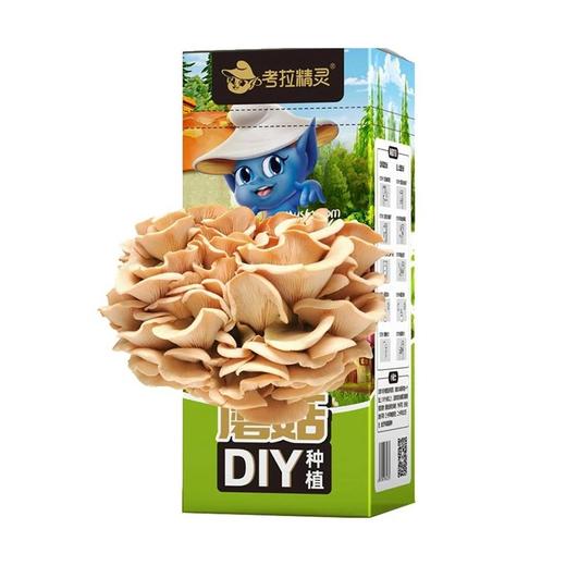 考拉精灵蘑菇种植DIY秀珍菇家庭幼儿园亲子游戏可食用菌菇 2盒装 包邮大部分地区 商品图1