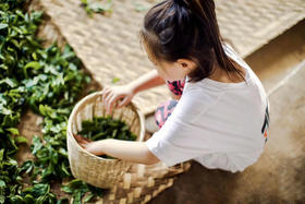 探寻瓦山千年文化，拜访大叶普洱茶山