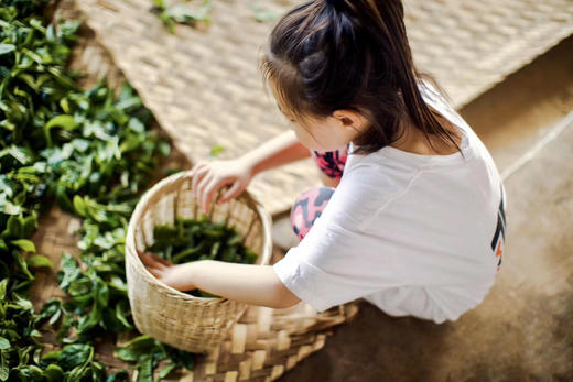 探寻瓦山千年文化，拜访大叶普洱茶山 商品图0