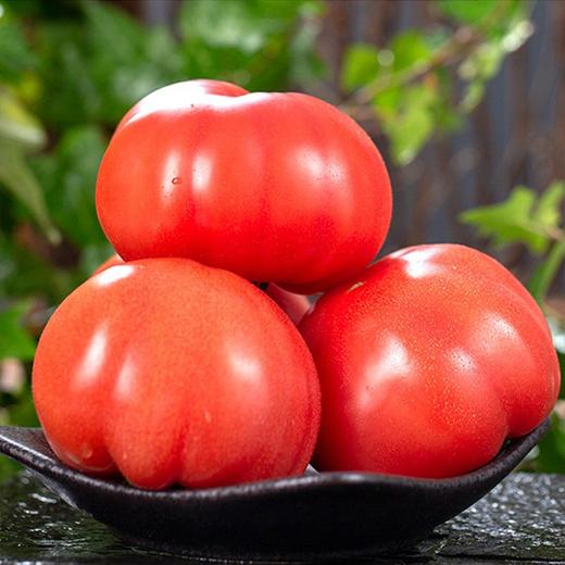 【陕西自然熟普罗旺斯西红柿】4.5/盒/约4.5斤,陕西绿色无公害农产品,