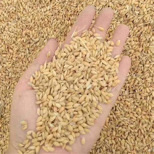 【产地直发】正宗盘锦蟹田大米 生长期不施肥、不撒农药，口感甜糯可口，不返生， 全国包邮（偏远地区除外） 商品图5