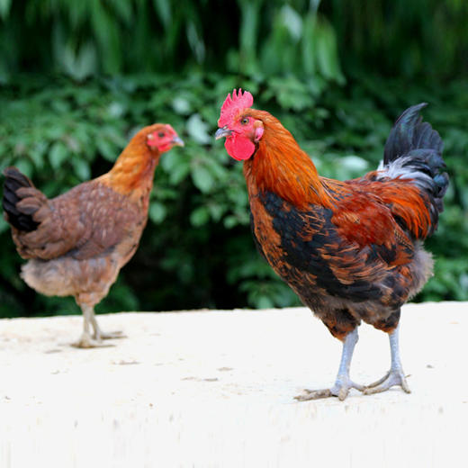 贵州麻土鸡【冷链配送】 商品图0