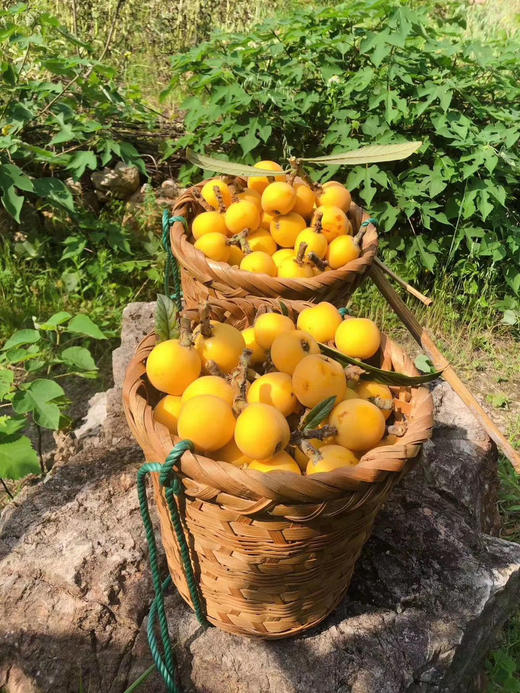苏州西山初夏青种枇杷一箱5斤装顺丰包邮