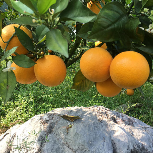 清山橙基本不酸多汁诱人橙味浓郁每天都要多维c