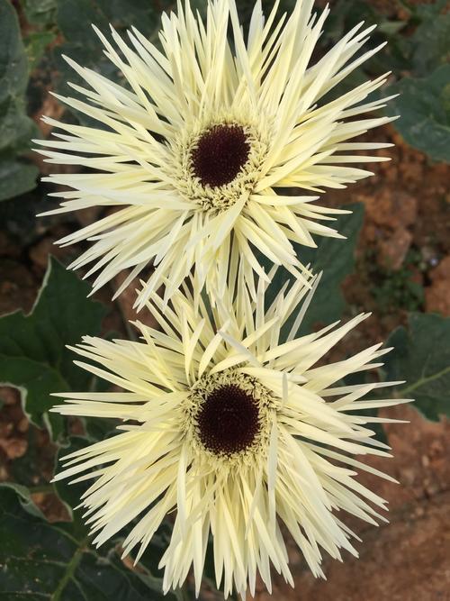 9fzj非洲菊拉丝白色-20枝/扎