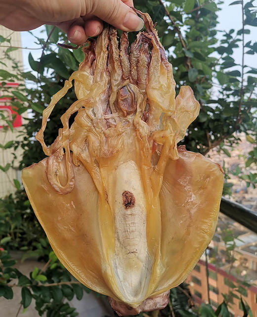 北海优质一级 大野生精品干墨鱼 500g 商品图6