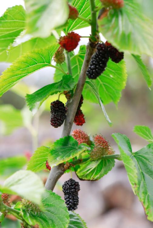 阿宇的瓜 商品图0